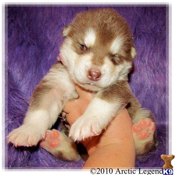 Dogs - Alaskan Malamute